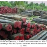 Trafic de bois de rose : Mamy impliqué en 2011 ?