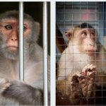 Elevage de singes : la ferme ‘Bioculture’ accusée de polluer l’environnement et de mettre en danger la santé de la population